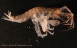 Amphipoda