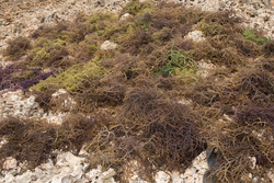 Shimoni, Kenya (16 February 2014).