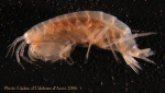 Amphipoda