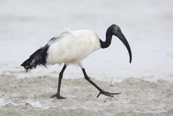 Mida Creek, Kenya (17 February 2014).