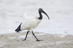 Mida Creek, Kenya (17 February 2014).