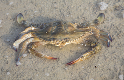 Mida Creek, Kenya (17 February 2014).