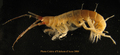Amphipoda