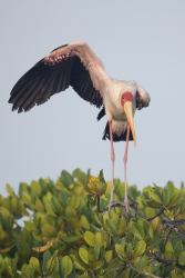 Mida Creek, Kenya (18 February 2014).