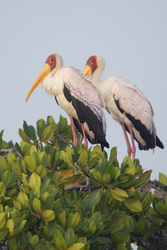 Mida Creek, Kenya (18 February 2014).
