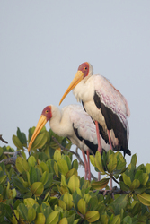 Mida Creek, Kenya (18 February 2014).