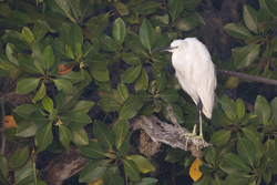 Mida Creek, Kenya (18 February 2014).