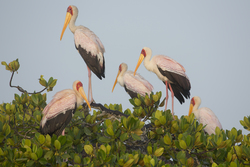 Mida Creek, Kenya (18 February 2014).