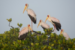 Mida Creek, Kenya (18 February 2014).