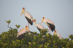 Mida Creek, Kenya (18 February 2014).