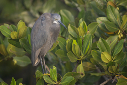 Mida Creek, Kenya (18 February 2014).