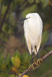 Mida Creek, Kenya (18 February 2014).
