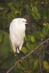 Mida Creek, Kenya (18 February 2014).