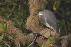 Mida Creek, Kenya (18 February 2014).