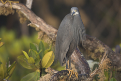 Mida Creek, Kenya (18 February 2014).