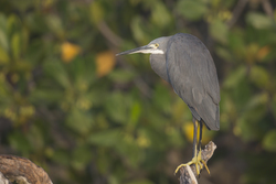Mida Creek, Kenya (18 February 2014).