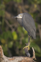 Mida Creek, Kenya (18 February 2014).