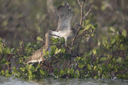 Mida Creek, Kenya (18 February 2014).