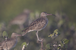 Mida Creek, Kenya (18 February 2014).