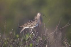 Mida Creek, Kenya (18 February 2014).