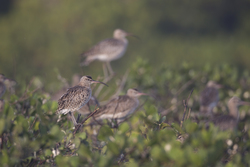 Mida Creek, Kenya (18 February 2014).
