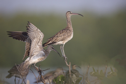 Mida Creek, Kenya (18 February 2014).
