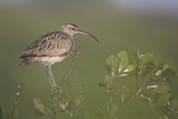 Mida Creek, Kenya (18 February 2014).
