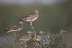 Mida Creek, Kenya (18 February 2014).
