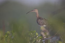 Mida Creek, Kenya (18 February 2014).