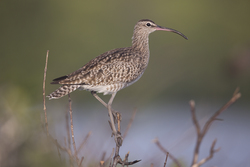 Mida Creek, Kenya (18 February 2014).