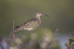 Mida Creek, Kenya (18 February 2014).