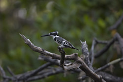 Mida Creek, Kenya (18 February 2014).