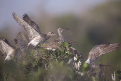 Mida Creek, Kenya (18 February 2014).