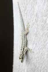 Mida Creek, Kenya (18 February 2014).