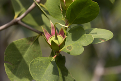 Mida Creek, Kenya (18 February 2014).