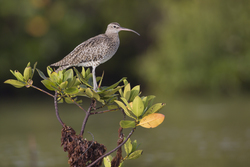Mida Creek, Kenya (18 February 2014).