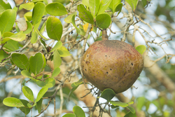 Mida Creek, Kenya (18 February 2014).