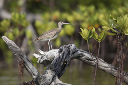 Mida Creek, Kenya (18 February 2014).