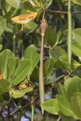 Mida Creek, Kenya (18 February 2014).