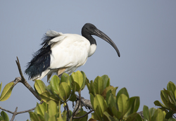 Mida Creek, Kenya (18 February 2014).