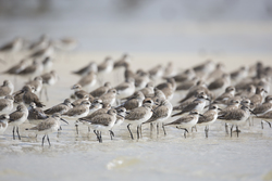 Mida Creek, Kenya (18 February 2014).