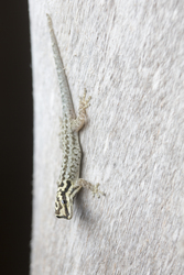 Mida Creek, Kenya (18 February 2014).