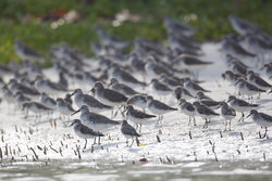 Mida Creek, Kenya (18 February 2014).