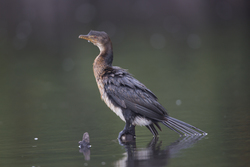 Mida Creek, Kenya (18 February 2014).