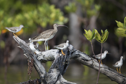 Mida Creek, Kenya (18 February 2014).