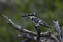Mida Creek, Kenya (18 February 2014).