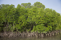 Mida Creek, Kenya (18 February 2014).