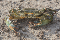 Mida Creek, Kenya (18 February 2014).
