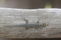 Mida Creek, Kenya (18 February 2014).