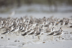 Mida Creek, Kenya (18 February 2014).